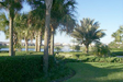 Communal Gardens